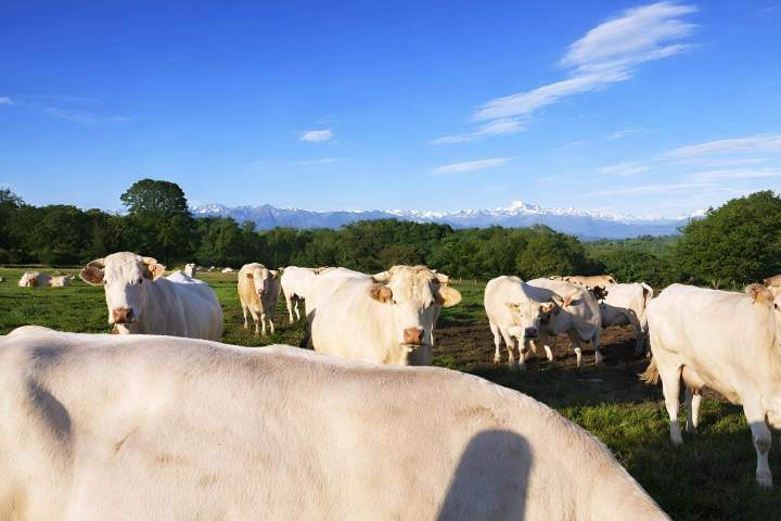 Élevage blonde d'Aquitaine Hautes-Pyrénées