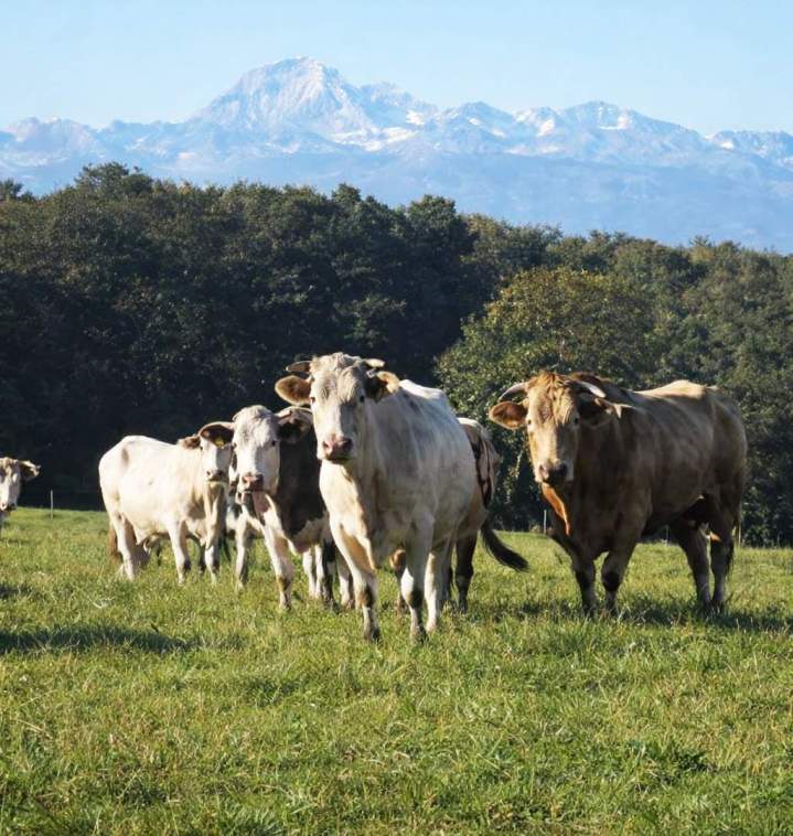 Élevage de vaches Hautes-Pyrénées