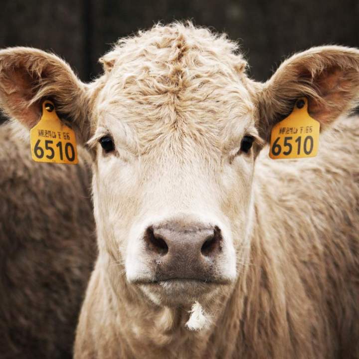 Production viande bovine Hautes-Pyrénées
