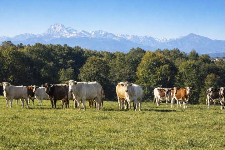 Exploitation herbagère Hautes-Pyrénées