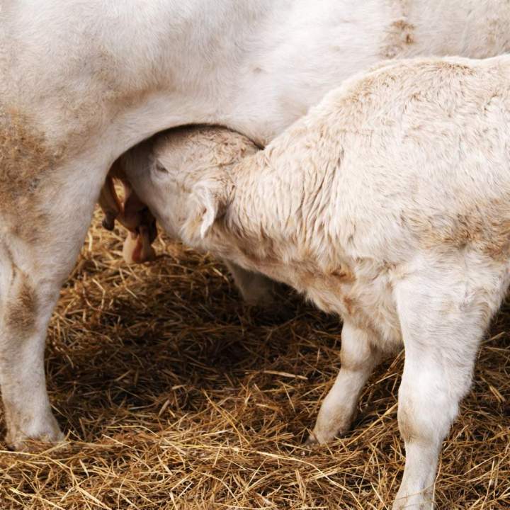 Production de viande bovine en circuit court Hautes-Pyrénées