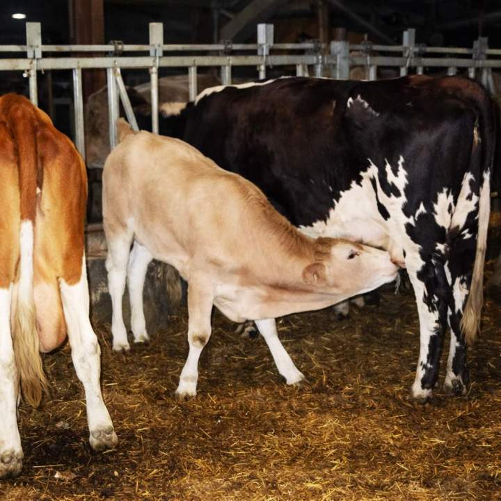 Élevage bovin traditionnel Hautes-Pyrénées