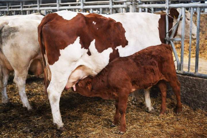 Élevage de vaches Hautes-Pyrénées