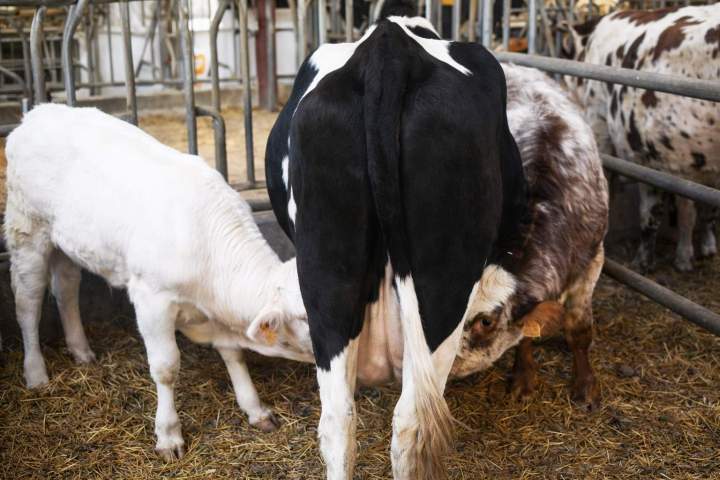 Exploitation bovine Hautes-Pyrénées