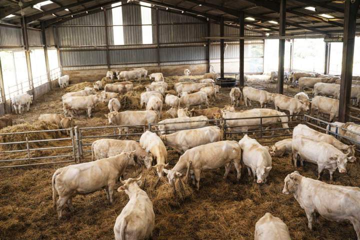 Élevage de vaches de race Blonde d'Aquitaine Hautes-Pyrénées
