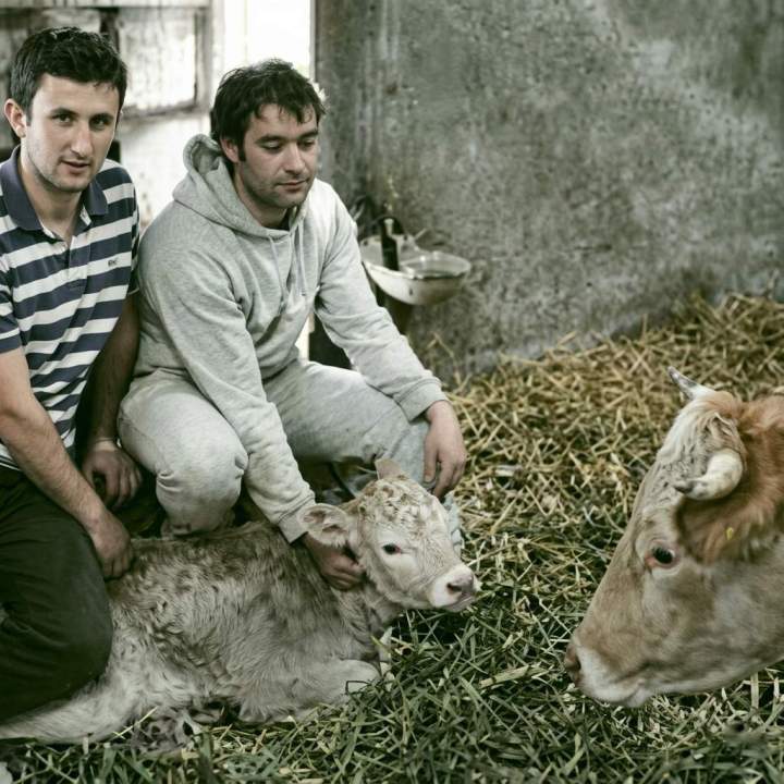 Production de viande bovine en circuit court Hautes-Pyrénées