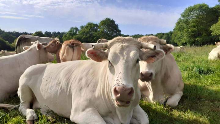 Production viande de bœuf Hautes-Pyrénées