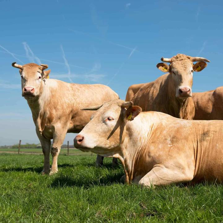 Viandes bovines de qualité